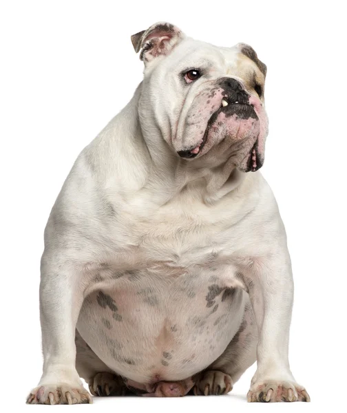 Engels bulldog, 6 jaar oud, witte CHTERGRO zit — Stockfoto