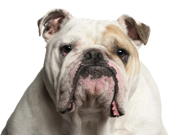 İngilizce bulldog, 6 yaşında bir çocuk, beyaz arka Close-Up — Stok fotoğraf