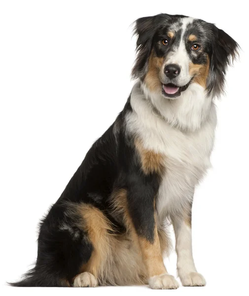 Border Collie, 9 months old, sitting in front of white backgroun — Stock Photo, Image