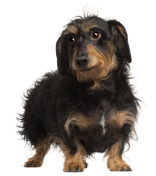 Dachshund, 9 years old, standing in front of white background — Stock Photo, Image