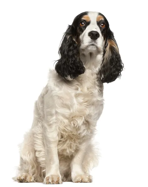 English Cocker Spaniel, 6 years old, sitting in front of white b — Stock Photo, Image