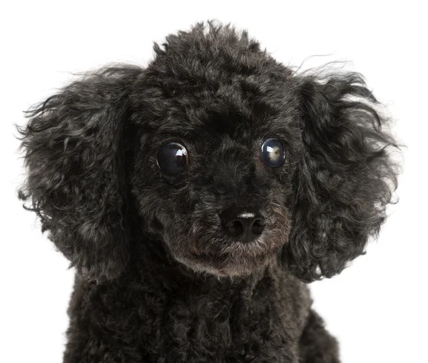 Close-up de metade cego Poodle, 13 anos, na frente do branco b — Fotografia de Stock