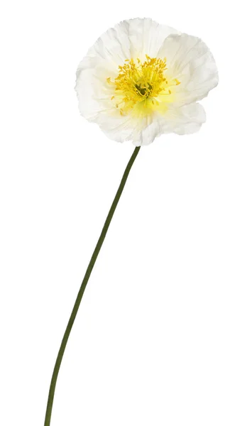 흰색 배경 앞 알파인 양 귀 비, 양 alpinum, 화이트 — 스톡 사진