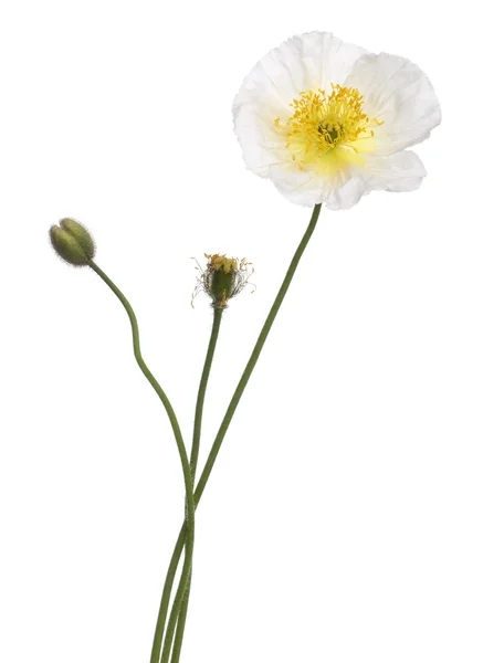 Witte alpine klaproos, papaver alpinum, voor witte achtergrond — Stockfoto