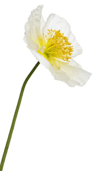 白高山罂粟、 罂粟 alpinum，在白色背景前 — 图库照片
