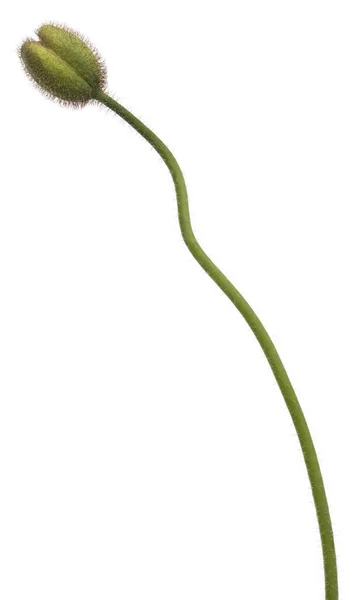 白高山罂粟、 罂粟 alpinum，在白色背景前 — 图库照片