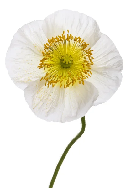白高山罂粟、 罂粟 alpinum，在白色背景前的特写 — 图库照片