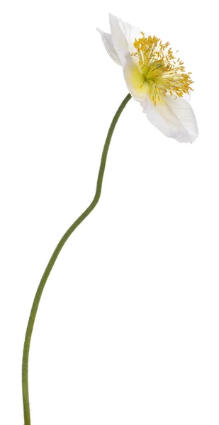 Papoila branca alpina, papaver alpinum, na frente do fundo branco — Fotografia de Stock