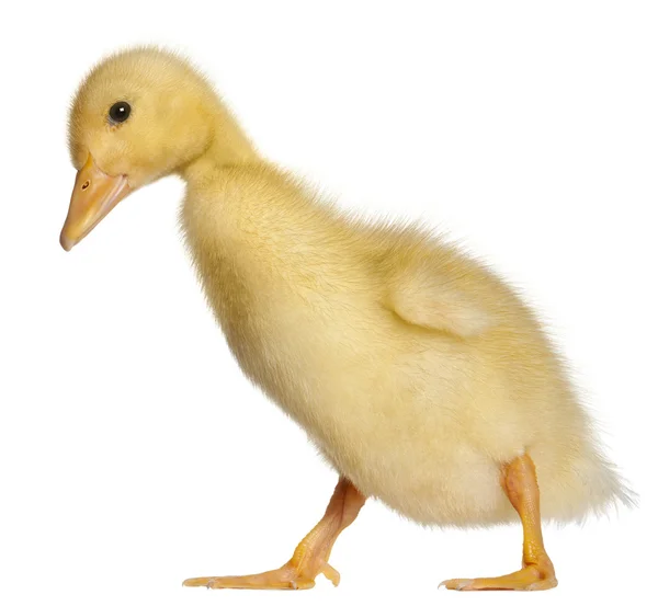 Duckling, 1 semana de idade, andando em frente ao fundo branco — Fotografia de Stock