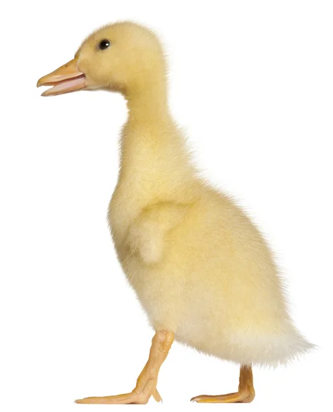 Duckling, 1 semana de idade, de pé na frente do fundo branco — Fotografia de Stock