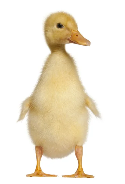 Duckling, 1 week old, standing in front of white background — Stock Photo, Image