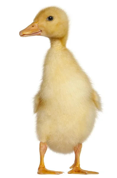 Duckling, 1 semana de idade, de pé na frente do fundo branco — Fotografia de Stock