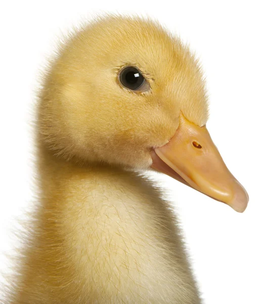 Close-up of Duckling, 1 week old, in front of white background — Stock Photo, Image
