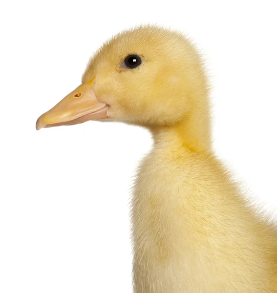 Primer plano de Duckling, 1 semana de edad, frente al fondo blanco —  Fotos de Stock