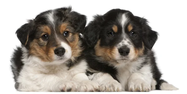 Border Collie puppies, 6 weeks old, lying in front of white back — Stock Photo, Image