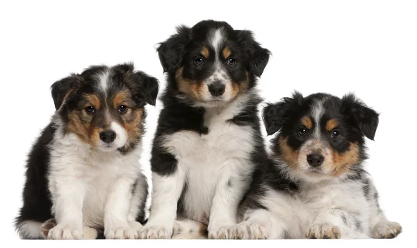 Border Collie puppies, 6 weeks old, in front of white background — Stock Photo, Image