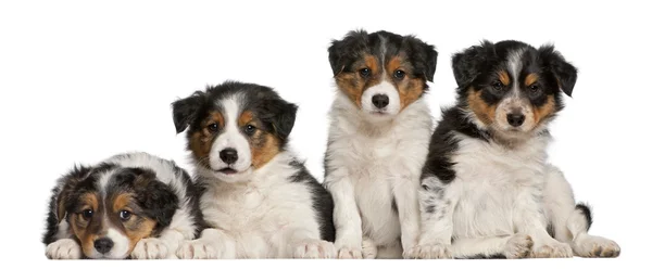 Bordercollie puppies, 6 weken oud, voor witte achtergrond — Stockfoto