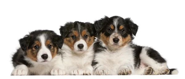 Border Collie puppies, 6 weeks old, in front of white background — Stock Photo, Image