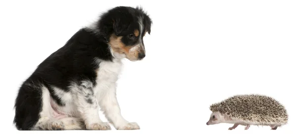 Border Collie cucciolo, 6 settimane, giocando con un riccio, 6 mesi — Foto Stock