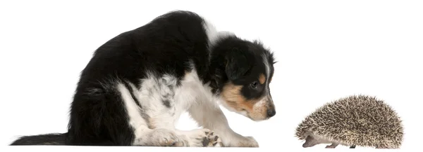 Border ποιμενικού σκύλου κουτάβι, 6 εβδομάδων, παίζοντας με ένα σκαντζόχοιρο, 6 μηνών — Φωτογραφία Αρχείου