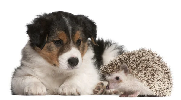 Border Collie puppy, 6 weeks old, playing with a hedgehog, 6 months old — Stock Photo, Image