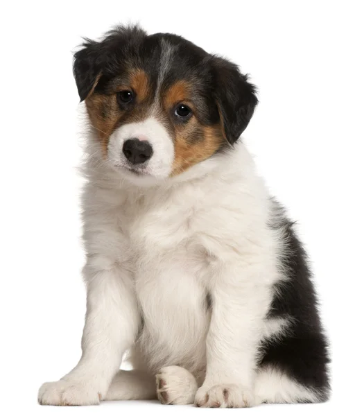 Border Collie cucciolo, 6 settimane, seduto davanti alla schiena bianca — Foto Stock