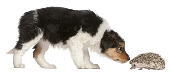 Kenar kömür ocağı köpek yavrusu, 6 hafta yaşlı, 6 aylık bir kirpi ile oynama — Stok fotoğraf