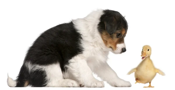 Border ποιμενικού σκύλου κουτάβι, 6 εβδομάδων, παίζοντας με ένα παπάκι, 1 εβδομάδες της ηλικίας, — Φωτογραφία Αρχείου