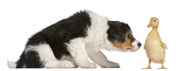 Border collie kiskutya, 6 hetes, játszik egy kiskacsa, 1 hetesek, — Stock Fotó