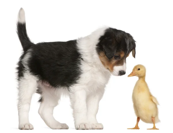 Kenar kömür ocağı köpek yavrusu, 6 hafta yaşlı, 1 haftalık bir ördek yavrusu oynamak, — Stok fotoğraf