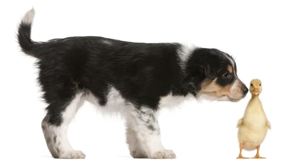 Border Collie cucciolo, 6 settimane, giocando con un anatroccolo, 1 settimana , — Foto Stock
