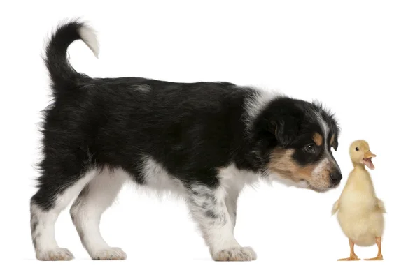 Border Collie puppy, 6 weeks old, playing with chicks — Stock Photo, Image