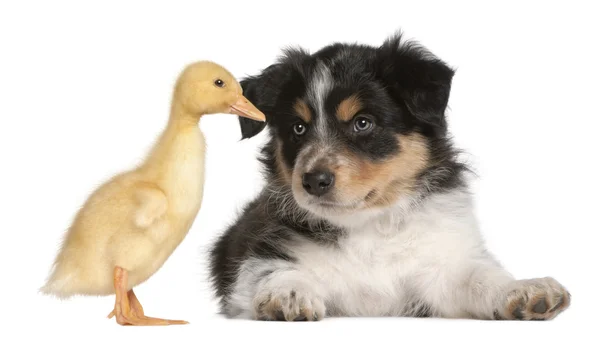 Border Collie puppy, 6 weeks old, playing with chicks — Stock Photo, Image
