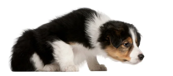 Border Collie puppy, 6 weeks old — Stock Photo, Image