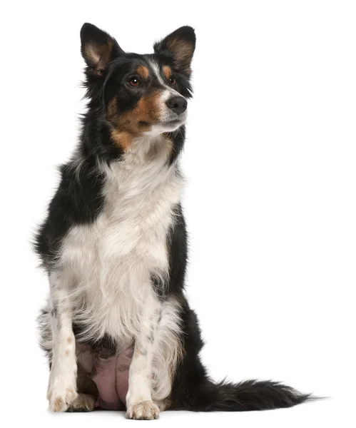 Border Collie sitting in front of white background — Stock Photo, Image