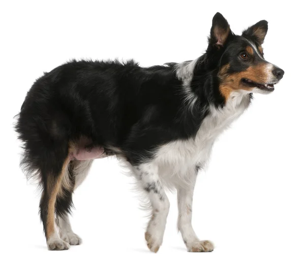 Border Collie standing in front of white background — Stock Photo, Image