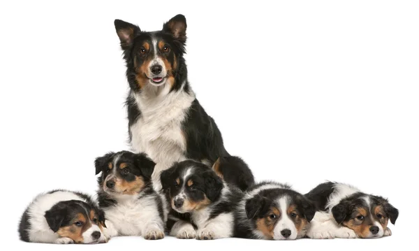 Female Border Collie, 3 years old, and Border Collie puppies, 6 weeks old, in front of white background — Stock Photo, Image