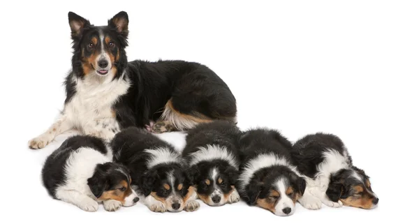 Female Border Collie, 3 years old, and Border Collie puppies, 6 weeks old, in front of white background — Stock Photo, Image