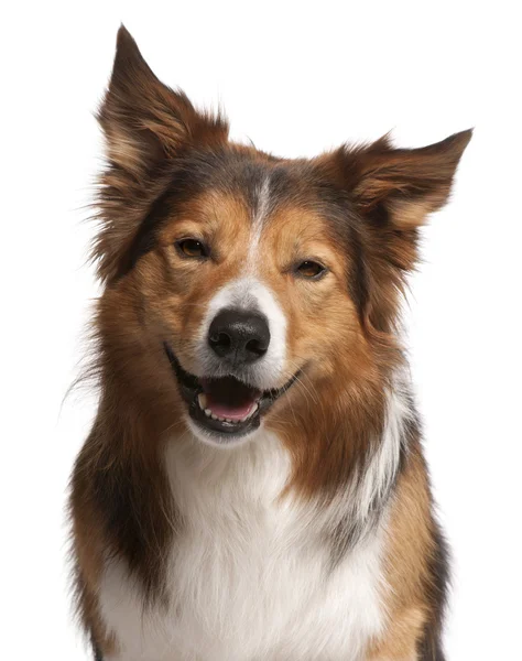Close-up of Male Border Collie, 3 years old, in front of white b — Stock Photo, Image