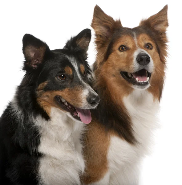 Close-up de Masculino Border Collie, 7 anos, Feminino Border Colli — Fotografia de Stock