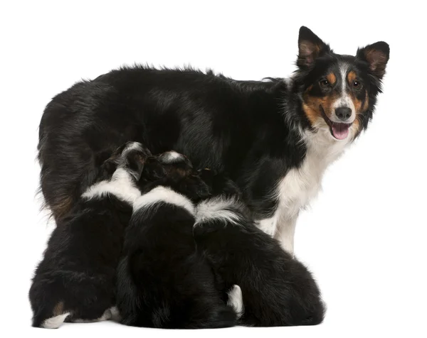 Female Border Collie, 3 years old, and Border Collie puppies, 6 — Stock Photo, Image