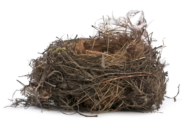 Enfoque apilamiento de un nido de mirlo común en frente de fondo blanco — Foto de Stock