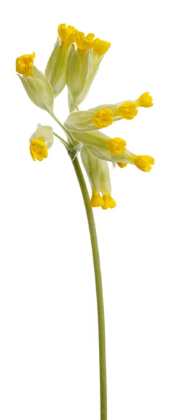 Желтый цветок первоцвета, Primula veris или Primula officinalis, на белом фоне — стоковое фото