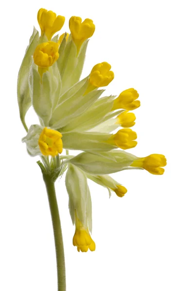 Крупный план цветка желтой примулы, Primula veris или Primula officinalis, на белом фоне — стоковое фото
