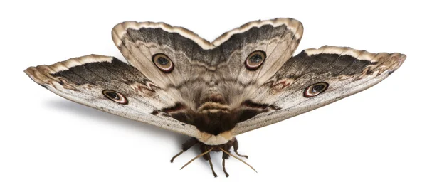 The largest European Moth, the Giant Peacock Moth, Saturnia pyri, in front of white background — Stock Photo, Image