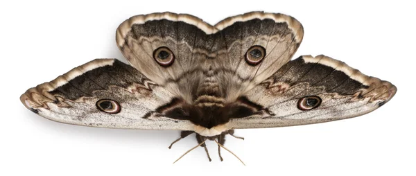 Największy ta edycja european moth, gigantyczne Paw ćma, saturnia pyri, przed białym tle — Zdjęcie stockowe