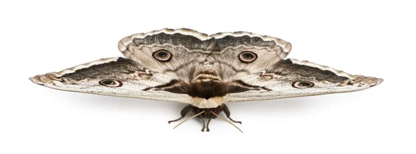 A maior traça europeia, a traça gigante de pavão, Saturnia pyri, na frente do fundo branco — Fotografia de Stock