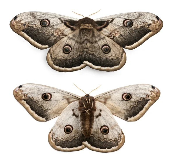 De grootste Europese vlinder, de reus klaverblaadje, saturnia pyri, voor witte achtergrond — Stockfoto