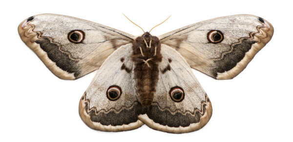 The largest European Moth, the Giant Peacock Moth, Saturnia pyri, in front of white background