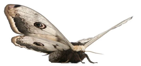 最大の欧州産の蛾、巨大な孔雀の蛾、白い背景の前のクジャクのピリジルアゾ — ストック写真